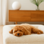 Cozy comfort luxurious dog bed