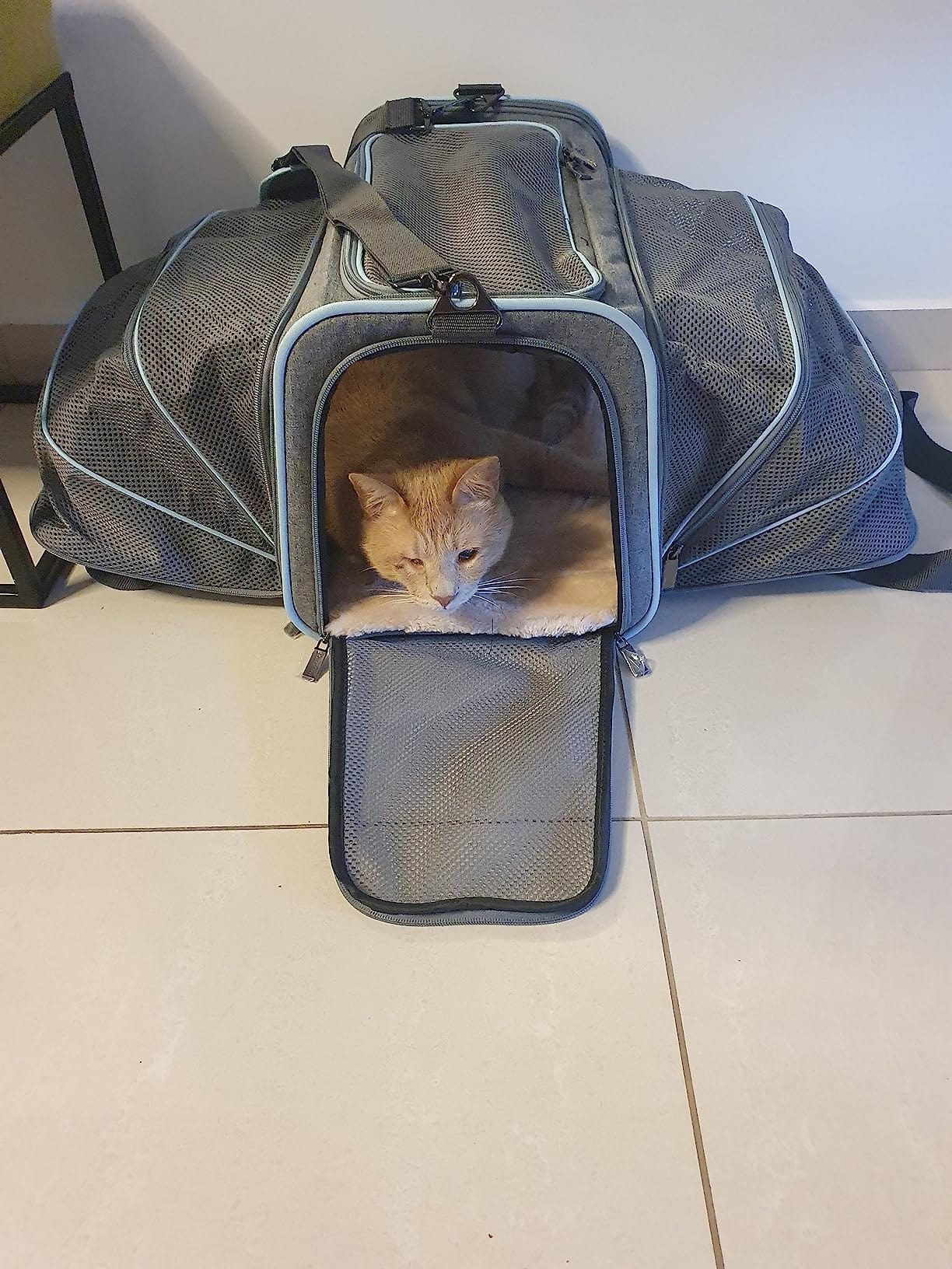 Airline Ready Dog & Cat Carrier