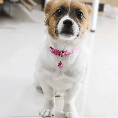 Paw Charm Pet Collars