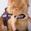 Personalised No Pull Dog Harness - Buddies Pet Shop