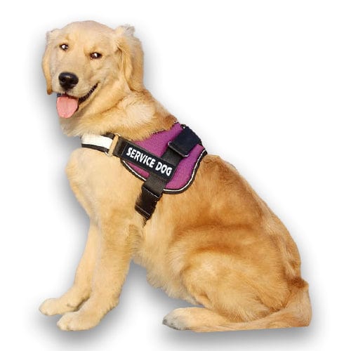 Personalised No Pull Dog Harness - Buddies Pet Shop