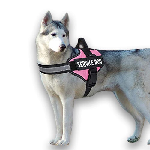 Personalised No Pull Dog Harness - Buddies Pet Shop