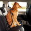 Seat Belt Safety Leash