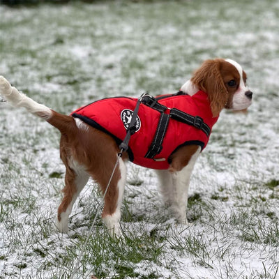 Waterproof Dog Jacket With Harness