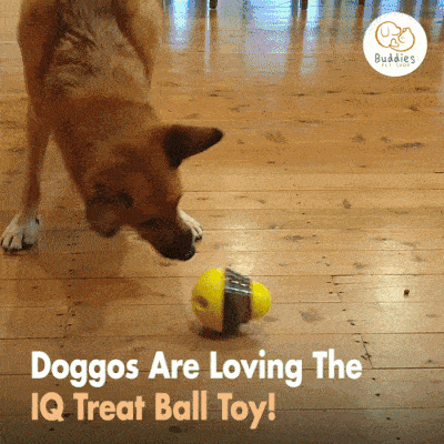 IQ Treat Toy - Buddies Pet Shop